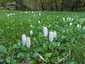 Gyapjas tintagomba (Coprinus comatus), Börzsöny